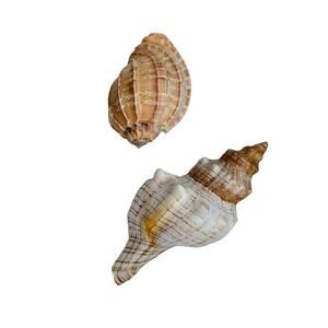 Fox & Harpa Davidis Sea Shell Coastal Decor